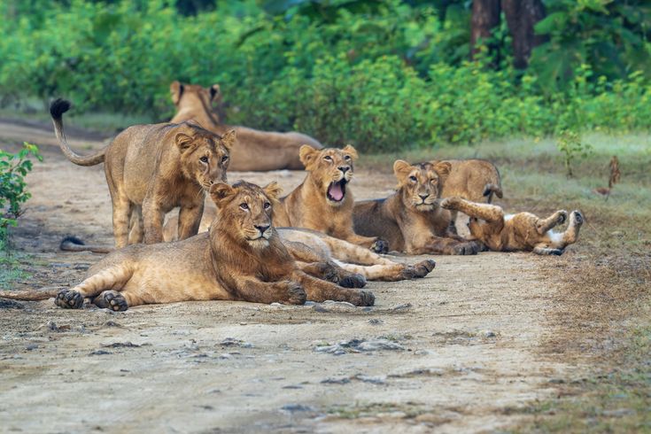 Gir Jungle Safari in Sasan Gir, Gujarat — visited on Mahadev Cabs taxi routes from Rajkot